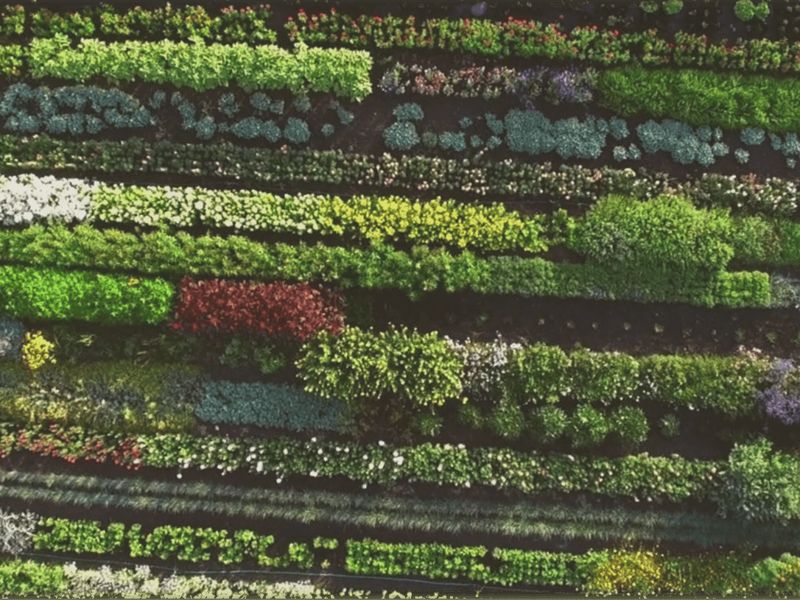 Luftbild der Beete im Community Garden